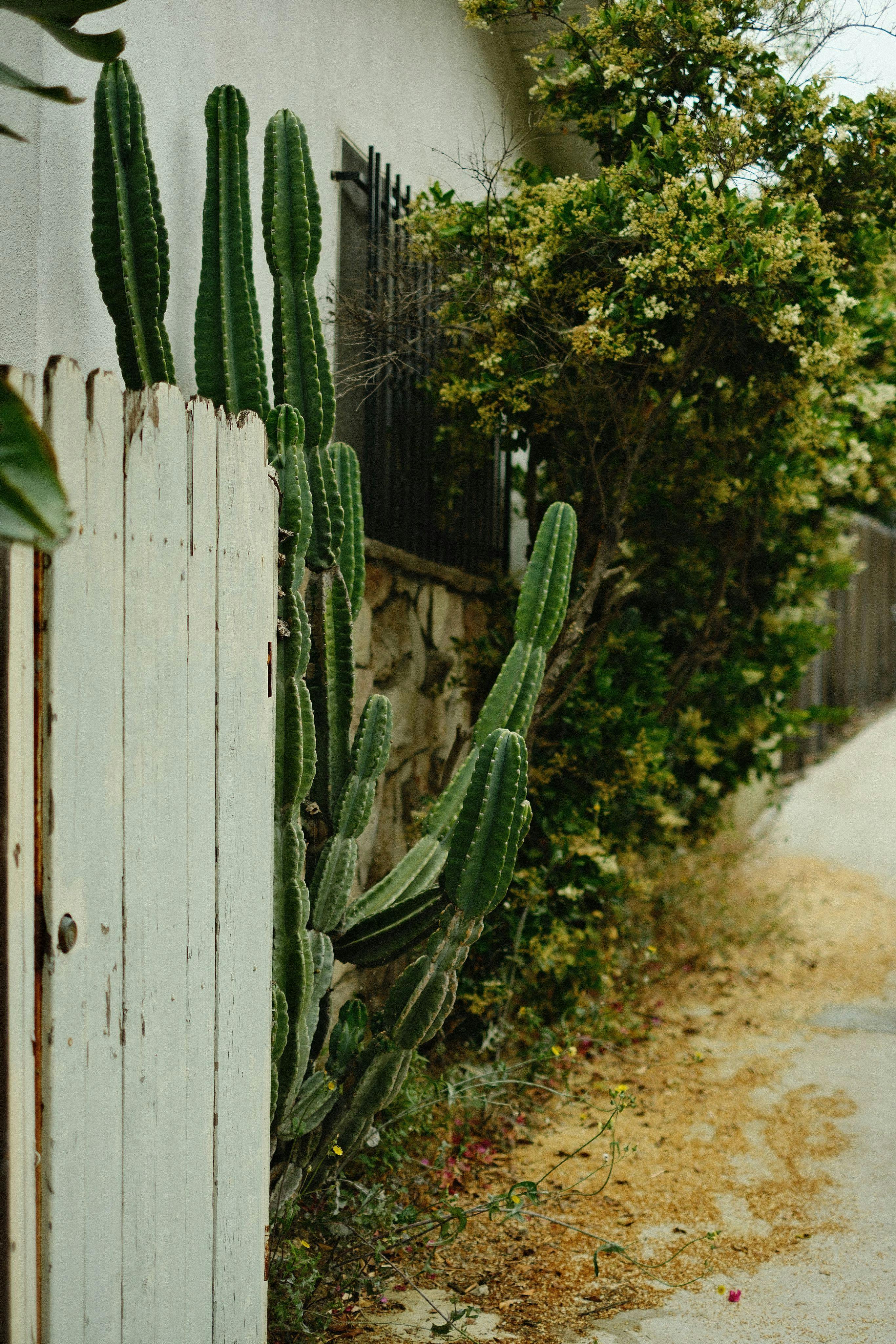 Cactus peek-a-boo