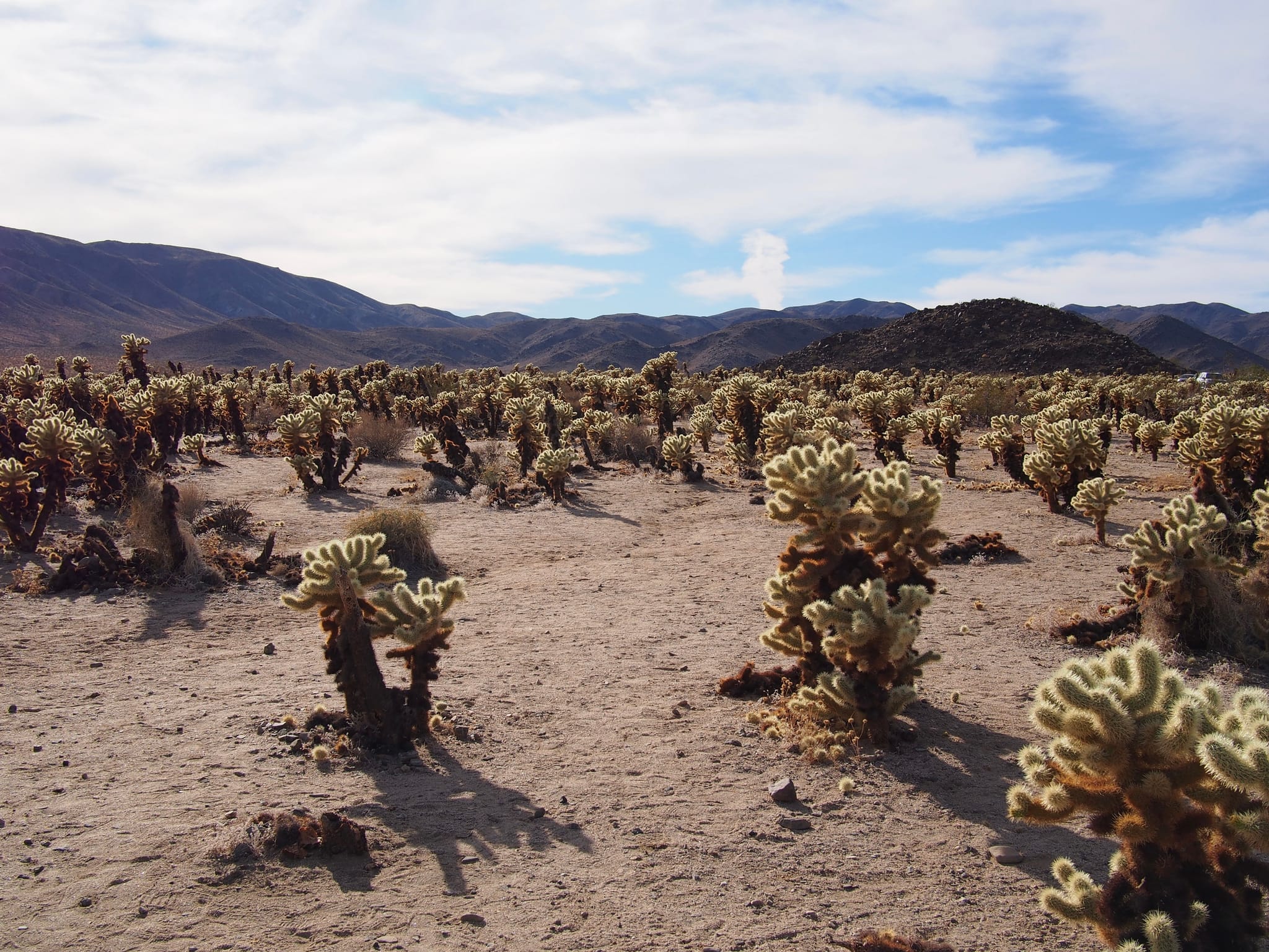 Cholla Cactus Garden - Joshua Tree National Park