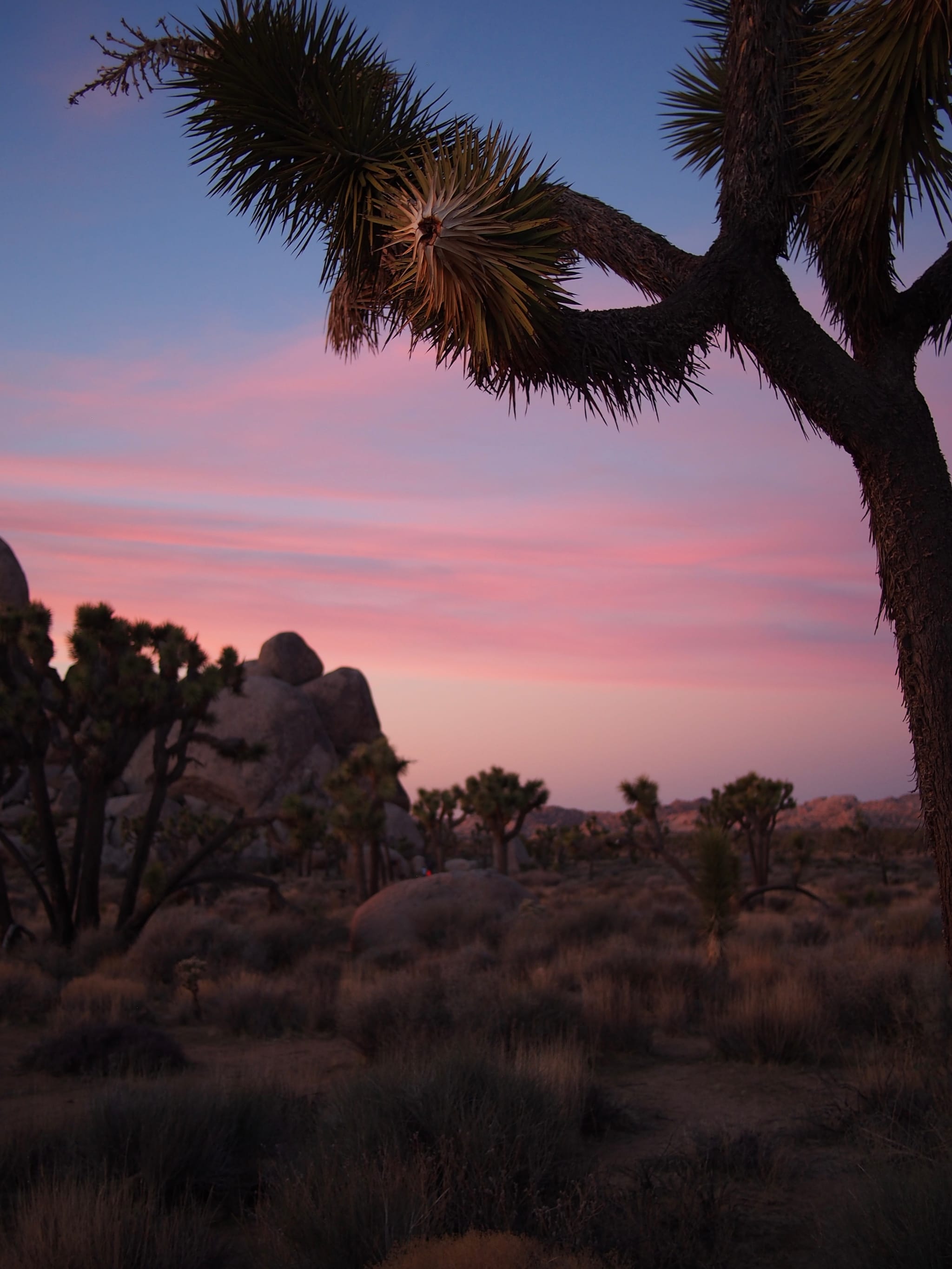 Joshua Tree