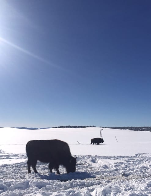 Bisons of Utah