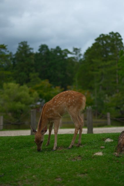 Baby deer